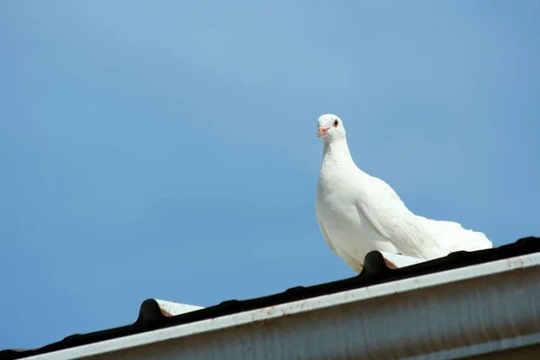 Una Paloma Blanca Con Cielo Azul — Foto de Stock