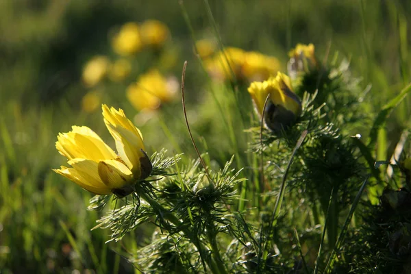 Flora Primaverile Botanica Della Natura — Foto Stock