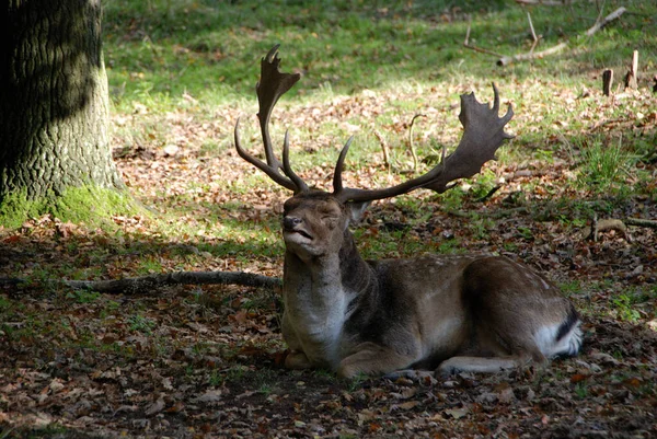 Fallow Deer Wildgehege Moritzburg — Stock Photo, Image