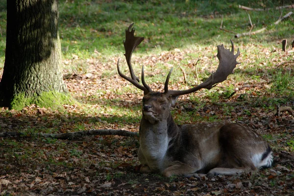 Damwild Wildgehege Moritzburg — Stockfoto