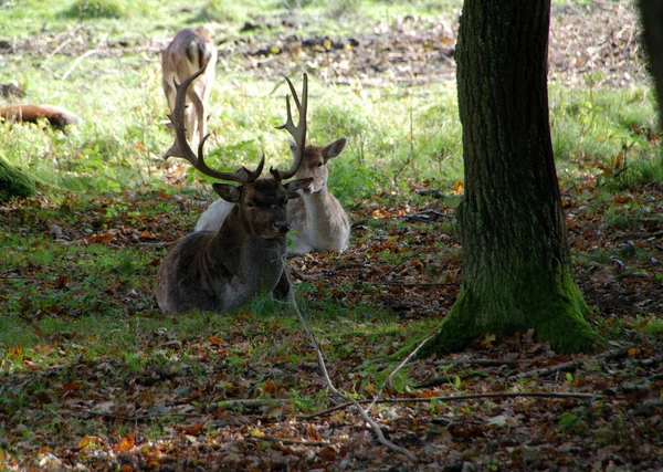 Jelenie Odłogowe Wildgehege Moritzburg — Zdjęcie stockowe