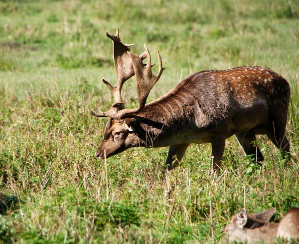 Venado Barbecho Moritzburg — Foto de Stock