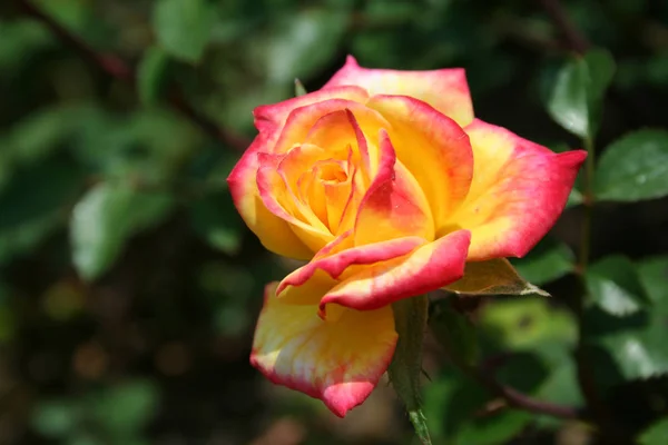 Obraz Barevné Růže Pupenem — Stock fotografie