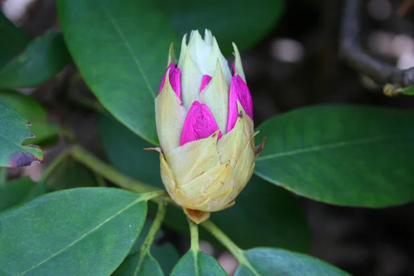 Een Afbeelding Van Een Rhododendron Bloem Bud — Stockfoto