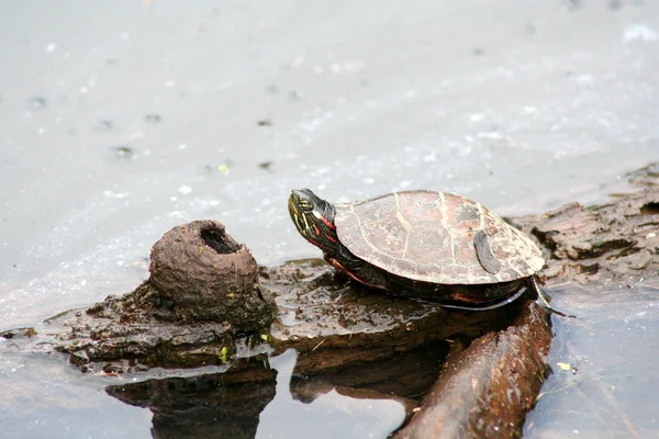 Изображение Черепахи Бревне — стоковое фото