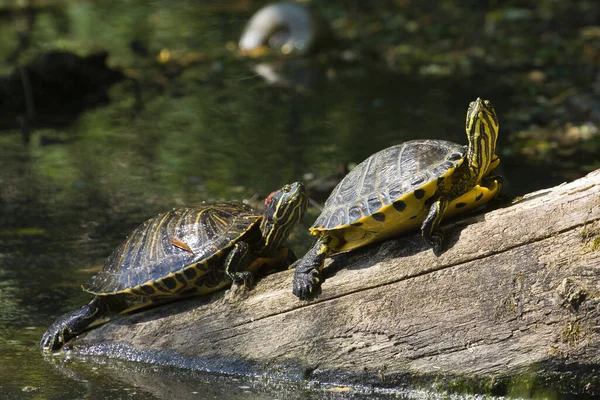 Reptiel Schildpad Dier Natuur Fauna — Stockfoto