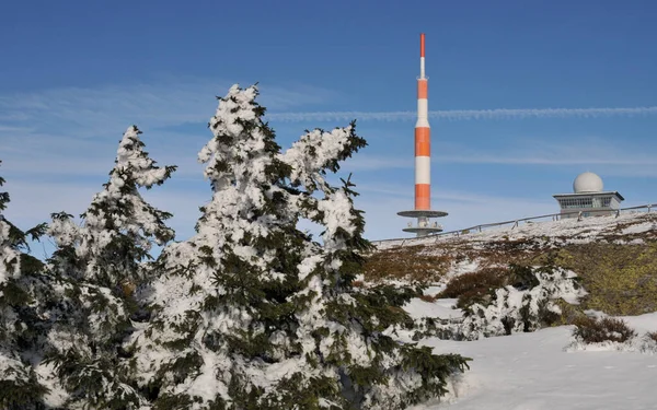 Prachtig Uitzicht Naaldbos — Stockfoto