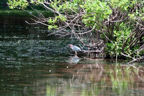 Image Baby Blue Heron — Stock Photo, Image