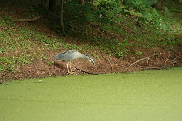 Bebê Azul Garça Pesca Uma Lagoa Algas — Fotografia de Stock