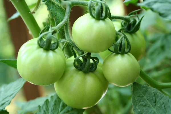 Cinq Tomates Vertes Sur Vigne — Photo