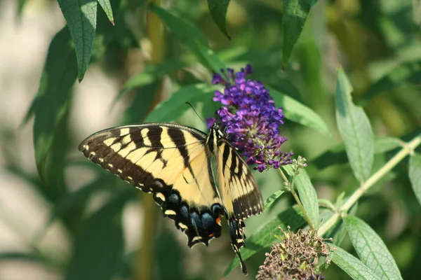 Tigre Oriental Swallowtail Mariposa Una Flor Púrpura —  Fotos de Stock