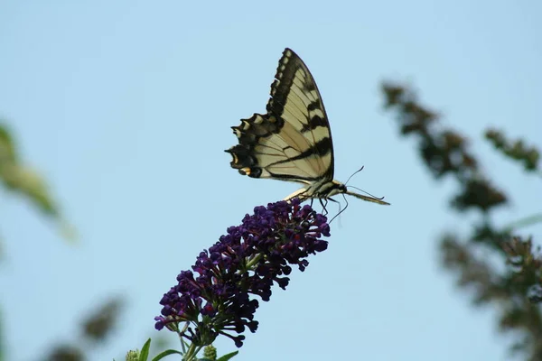 Doğu Tiger Swallowtail Kelebek Mor Bir Çiçek Üzerinde — Stok fotoğraf