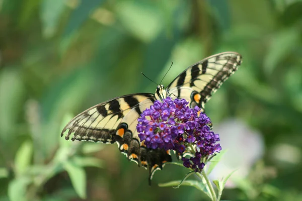 东虎燕尾蝴蝶上一朵紫色的花 — 图库照片