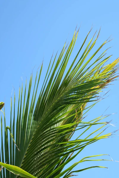 Ένα Palm Frond Ενάντια Ένα Μπλε Ουρανό — Φωτογραφία Αρχείου