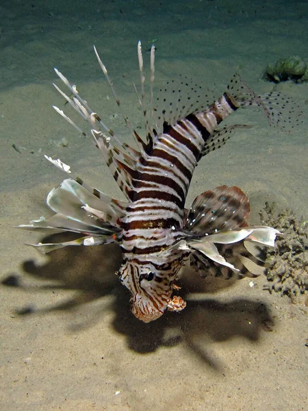 Suyun Altında Aslan Balığı Deniz Yaşamı — Stok fotoğraf