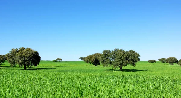 Carvalhos Campo Trigo Região Estremadura — Fotografia de Stock