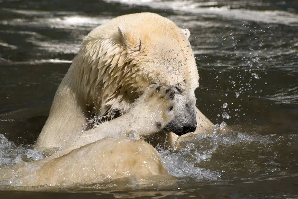 Weißes Eisbären Raubtier — Stockfoto