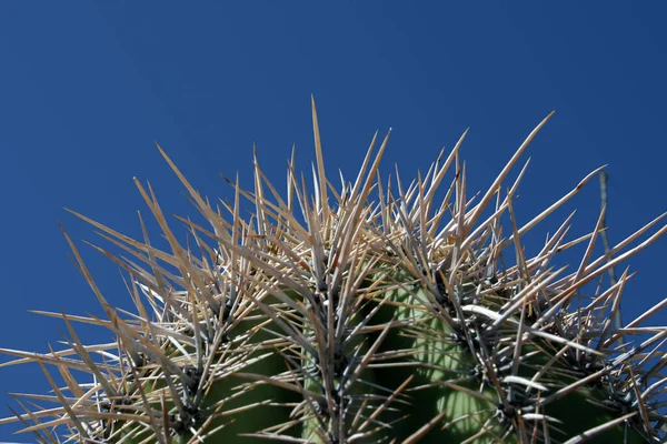 Roślina Tropikalna Kaktusowa Flora Botaniczna — Zdjęcie stockowe