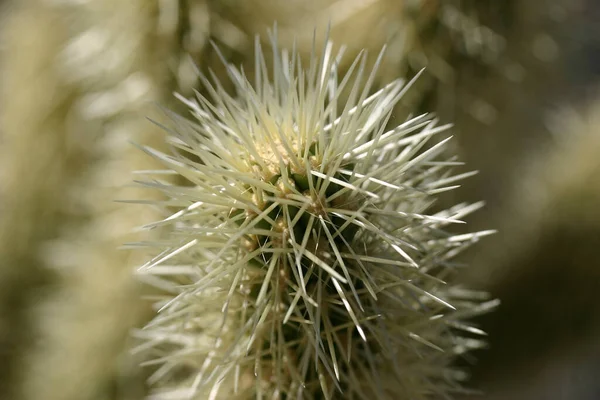 Tropical Nature Plant Botany Flora Cactus — Stock Photo, Image