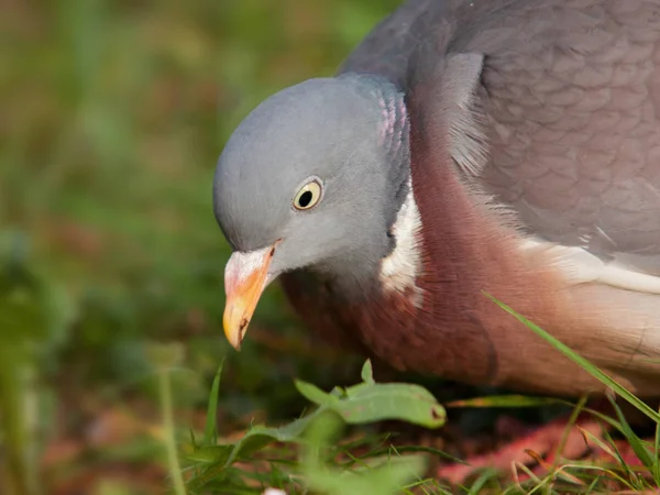 Utsikt Över Vacker Fågel Naturen — Stockfoto