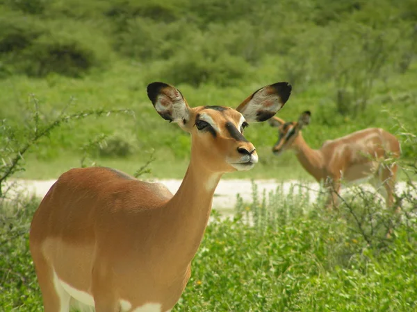 Hovdjur Naturen Savannah Gazelle — Stockfoto