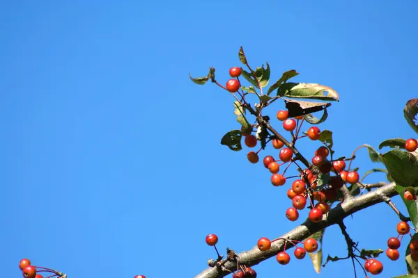 Groupe Baies Sur Une Branche Arbre — Photo