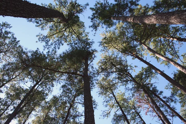 Mehrere Hohe Kiefern Vor Blauem Himmel — Stockfoto