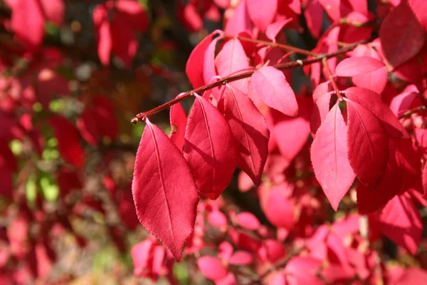 Podzimní Červené Listy Stromě — Stock fotografie
