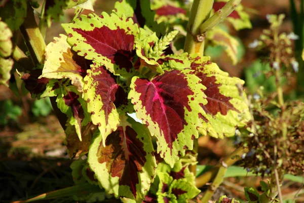 Coleus Plant Bladeren Een Tuin — Stockfoto