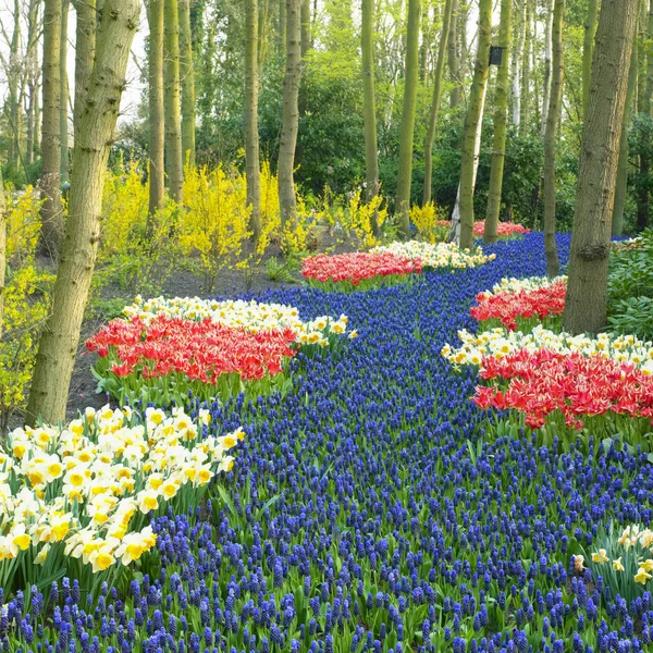 Ogrody Keukenhof Lisse Holandia — Zdjęcie stockowe