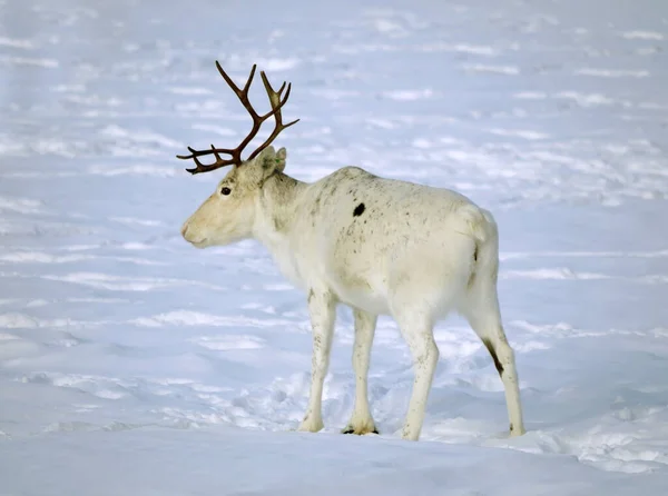 Inari Deki Finnmark Ren Geyiği — Stok fotoğraf