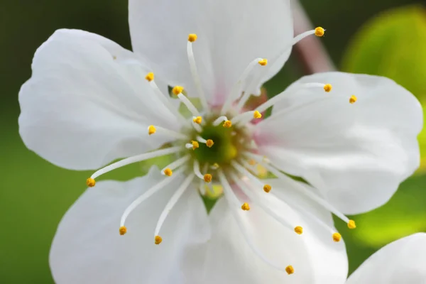 Spring Cherry Tree Flowers Bloom — Stock Photo, Image