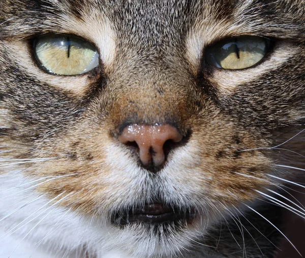 Porträtt Söt Katt — Stockfoto