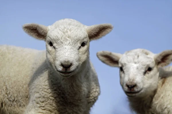 Animales Jóvenes Enfoque Selectivo — Foto de Stock