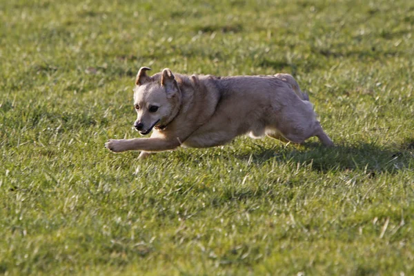 Ritratto Cane Carino — Foto Stock