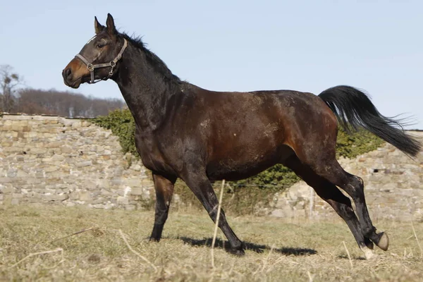 Cavalo Campo — Fotografia de Stock