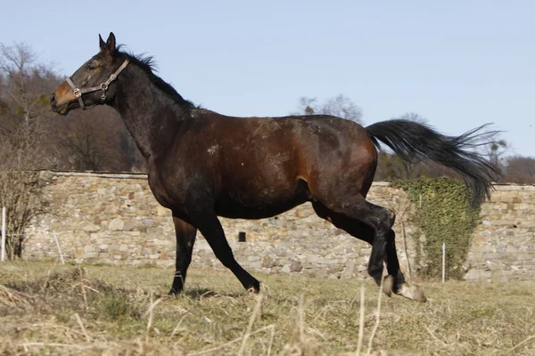 Nutztiere Selektiver Fokus — Stockfoto