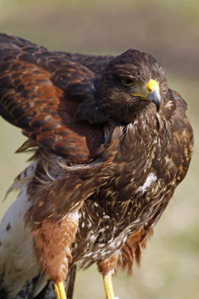 Observation Des Oiseaux Oiseau Mignon Nature Sauvage — Photo