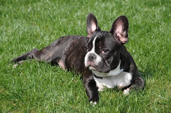 Francês Bulldog Cachorro Pedigree Animal Estimação — Fotografia de Stock