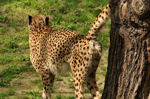 Çita Kedi Vahşi Hayvan — Stok fotoğraf