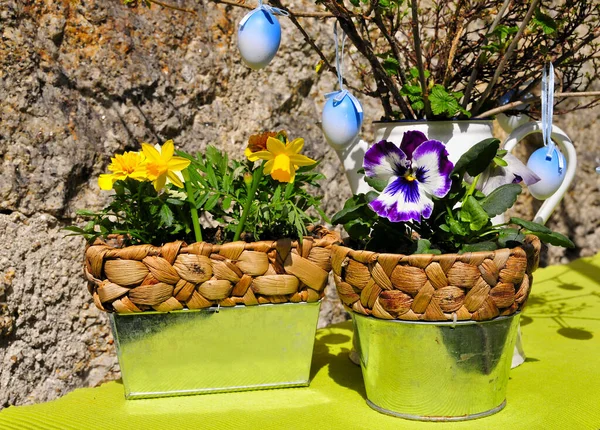 Garden Decoration Easter Spring Plants — Stock Photo, Image