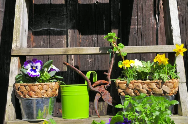 Giardino Decorazioni Pasqua Primavera Pianta — Foto Stock