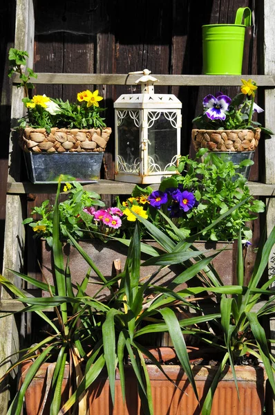 Giardino Decorazioni Pasqua Primavera Pianta — Foto Stock