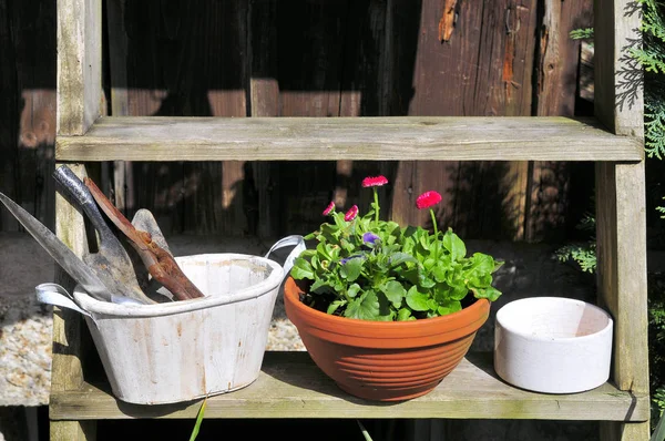 Decorazione Del Giardino Pasqua Primavera Pianta — Foto Stock