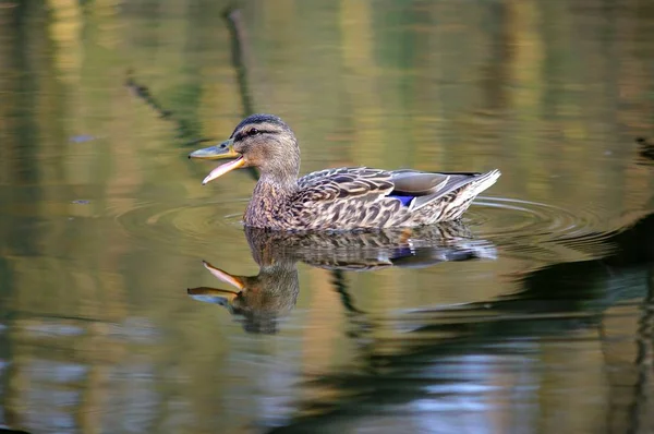 Duck Water Forest Lake Reflection — Stock Photo, Image