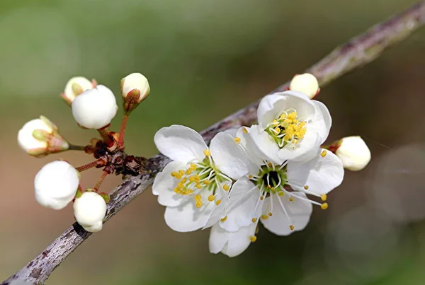 Mooi Botanisch Schot Natuurlijk Behang — Stockfoto