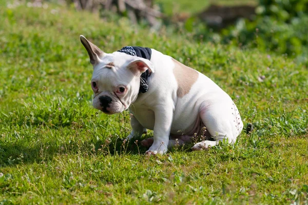 Γαλλικό Μπουλντόγκ Γενεαλογικό Σκυλί Κατοικίδιο Ζώο — Φωτογραφία Αρχείου