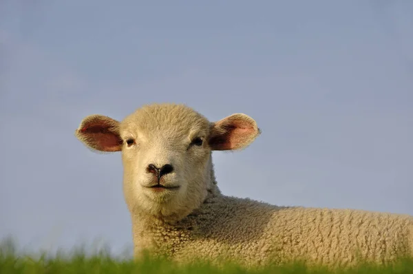 Festői Kilátás Mezőgazdaságra Szelektív Fókusz — Stock Fotó