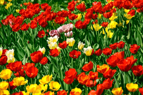 Wiesentulpen Feldblumen — Stockfoto