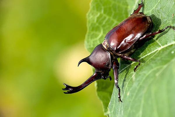 Güzel Arka Plan Yeşil Ile Gergedan Böceği Allomyrina Dithotomus — Stok fotoğraf